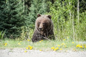 photo of grizzly bear in yellow flowers